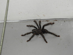 Avicularia rufa
