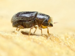 Polygraphus poligraphus
