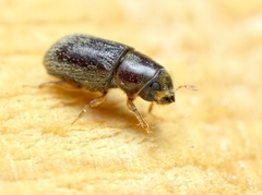 Polygraphus poligraphus