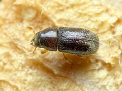 Polygraphus poligraphus