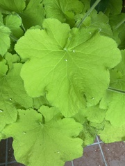 Darmera peltata
