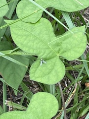 Ipomoea