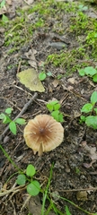 Inocybe subradiata
