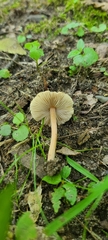 Inocybe subradiata