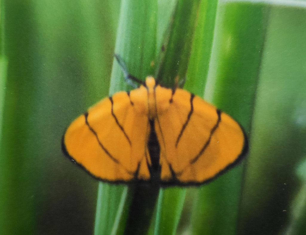 Chrysauge