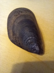 Mytilus galloprovincialis