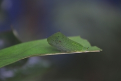 Graphium agamemnon