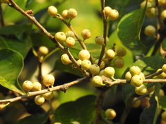 Ficus pertusa