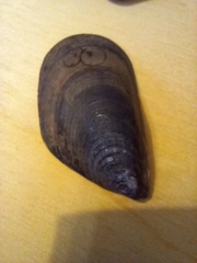 Mytilus galloprovincialis
