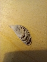 Mytilus galloprovincialis
