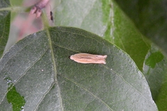 Mesophleps albilinella