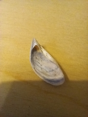 Mytilus galloprovincialis