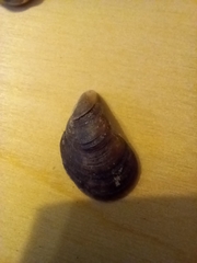 Mytilus galloprovincialis