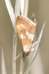 Epascestria pustulalis