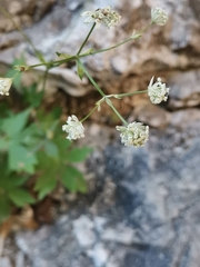 Astrantia carniolica