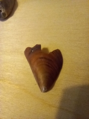 Mytilus galloprovincialis