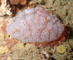 Aplidium nordmanni