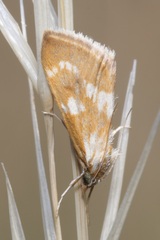 Epascestria pustulalis