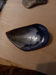 Mytilus galloprovincialis