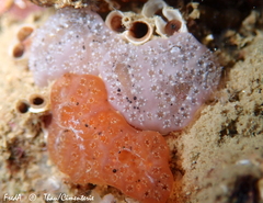 Aplidium nordmanni