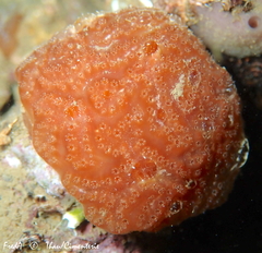 Aplidium nordmanni