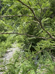 Gleditsia microphylla