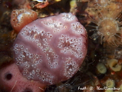 Aplidium nordmanni
