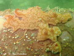 Botrylloides leachii