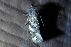 Acrolophus crescentella