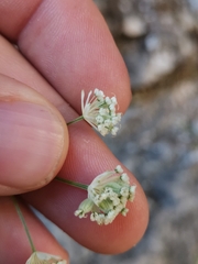 Astrantia carniolica
