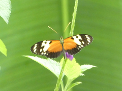 Heliconius hecale melicerta