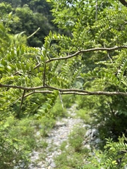 Gleditsia microphylla