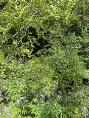 Gleditsia microphylla