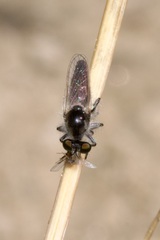 Holopogon priscus