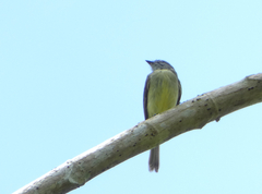 Phyllomyias griseiceps