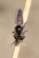 Holopogon priscus