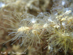 Bunodeopsis strumosa