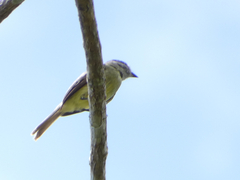 Phyllomyias griseiceps