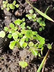 Hydrocotyle vulgaris