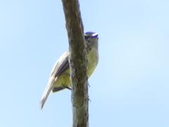 Phyllomyias griseiceps