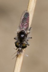 Holopogon priscus