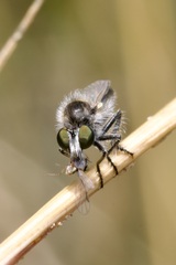 Holopogon priscus