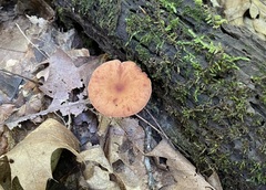 Lactarius subserifluus