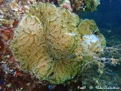 Distaplia bermudensis