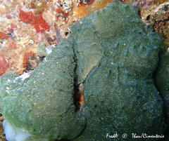 Distaplia bermudensis