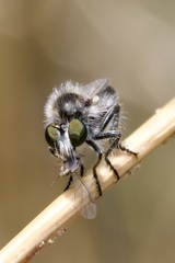 Holopogon priscus