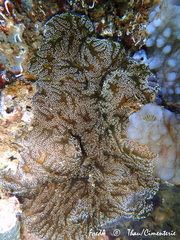 Distaplia bermudensis