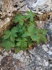 Astrantia carniolica