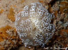 Distaplia bermudensis