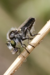 Holopogon priscus